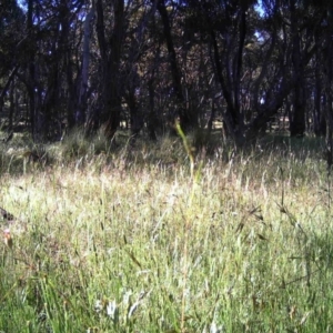 Gymnorhina tibicen at Gungahlin, ACT - 24 Nov 2016