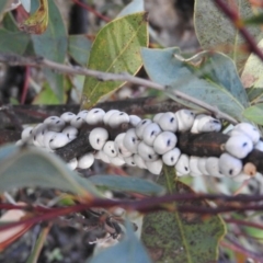 Cryptes baccatus (Wattle Tick Scale) at Fadden, ACT - 4 Oct 2016 by ArcherCallaway