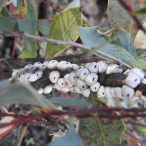 Cryptes baccatus at Fadden, ACT - 4 Oct 2016 10:39 AM