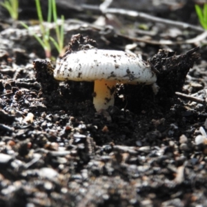 Amanita xanthocephala at Fadden, ACT - 4 Oct 2016