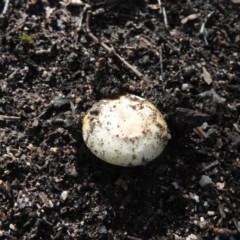 Amanita xanthocephala at Fadden, ACT - 4 Oct 2016