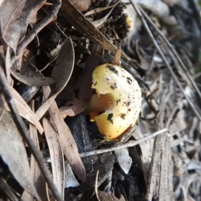 Amanita sp. (Amanita sp.) at Fadden, ACT - 4 Oct 2016 by ArcherCallaway