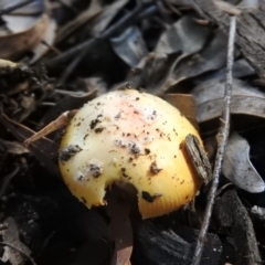 Amanita sp. at Fadden, ACT - 4 Oct 2016 10:42 AM