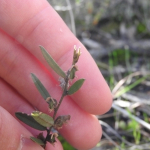 Hovea heterophylla at Fadden, ACT - 4 Oct 2016 10:46 AM