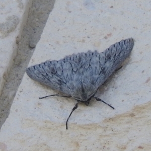 Cyneoterpna wilsoni at Fadden, ACT - 4 Oct 2016