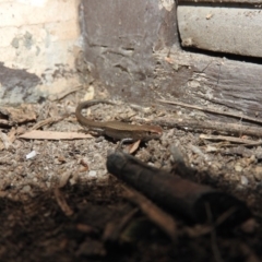 Lampropholis delicata (Delicate Skink) at Fadden, ACT - 4 Oct 2016 by ArcherCallaway