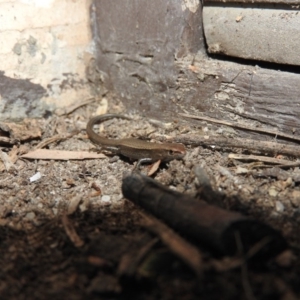 Lampropholis delicata at Fadden, ACT - 4 Oct 2016 06:54 PM