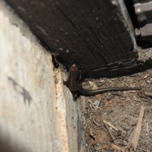 Lampropholis delicata at Fadden, ACT - 4 Oct 2016 06:54 PM