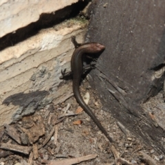 Lampropholis delicata at Fadden, ACT - 4 Oct 2016 06:54 PM