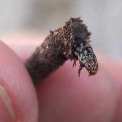 Lepidoscia (genus) IMMATURE (Unidentified Cone Case Moth larva, pupa, or case) at Acton, ACT - 24 Nov 2016 by David