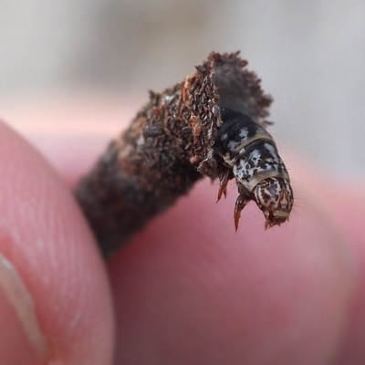 Lepidoscia (genus) IMMATURE (A Case moth (Psychidae) at Acton, ACT - 24 Nov 2016 by David