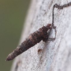 Lepidoscia (genus) IMMATURE at Acton, ACT - 24 Nov 2016 07:22 PM