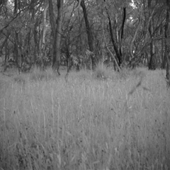 Unverified at Mulligans Flat - 24 Nov 2016 by MulligansFlat1