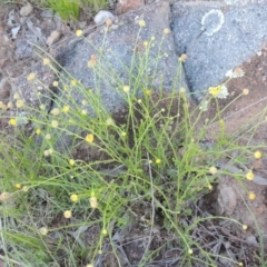 Calotis lappulacea (Yellow Burr Daisy) at Bonython, ACT - 24 Nov 2016 by michaelb