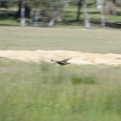 Gallinago hardwickii (Latham's Snipe) at Gungahlin, ACT - 24 Nov 2016 by Numbat