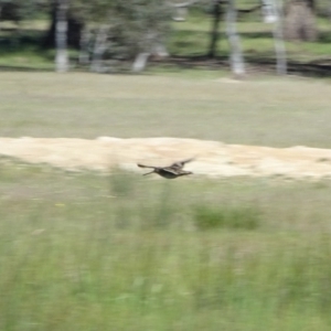 Gallinago hardwickii at Gungahlin, ACT - 24 Nov 2016