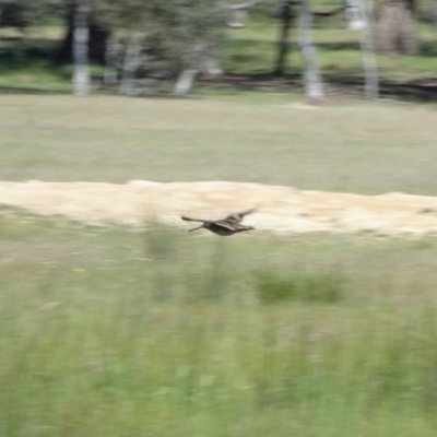 Gallinago hardwickii (Latham's Snipe) at Mulligans Flat - 23 Nov 2016 by Numbat