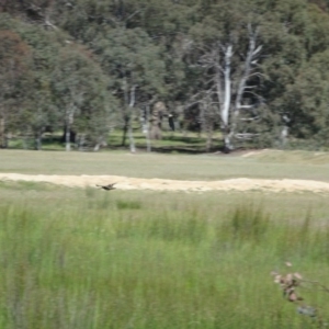 Gallinago hardwickii at Gungahlin, ACT - 24 Nov 2016