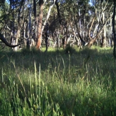 Macropus giganteus (Eastern Grey Kangaroo) at Mulligans Flat - 23 Nov 2016 by MulligansFlat1