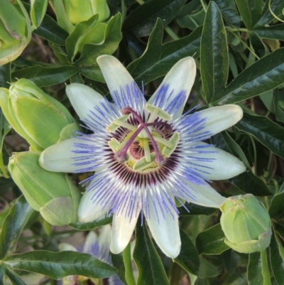 Passiflora caerulea (Blue Passionflower) at Banks, ACT - 24 Nov 2016 by MichaelBedingfield