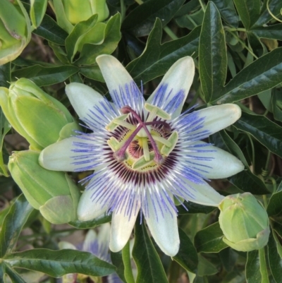 Passiflora caerulea (Blue Passionflower) at Banks, ACT - 24 Nov 2016 by michaelb