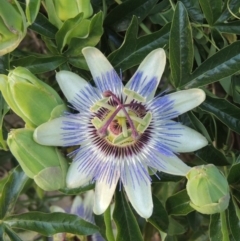 Passiflora caerulea (Blue Passionflower) at Banks, ACT - 24 Nov 2016 by michaelb