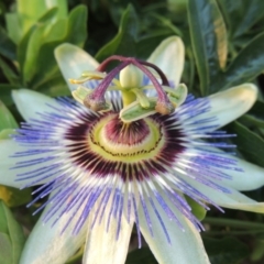 Passiflora caerulea at Banks, ACT - 24 Nov 2016 07:05 PM