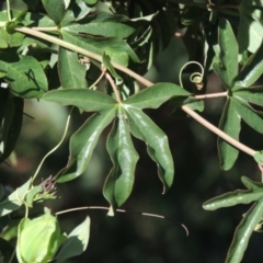 Passiflora caerulea at Banks, ACT - 24 Nov 2016 07:05 PM