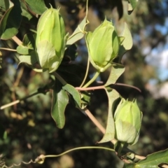 Passiflora caerulea at Banks, ACT - 24 Nov 2016 07:05 PM