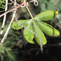 Passiflora caerulea at Banks, ACT - 24 Nov 2016