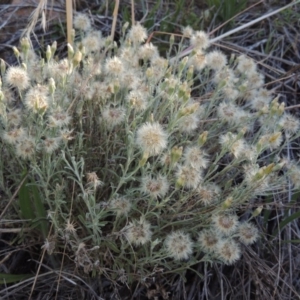 Vittadinia cuneata var. cuneata at Banks, ACT - 24 Nov 2016