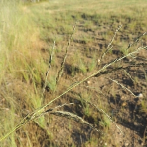 Eragrostis curvula at Banks, ACT - 24 Nov 2016