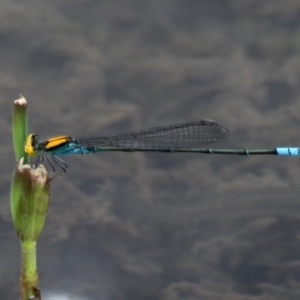 Pseudagrion aureofrons at Oaks Estate, ACT - 21 Feb 2016 12:05 PM