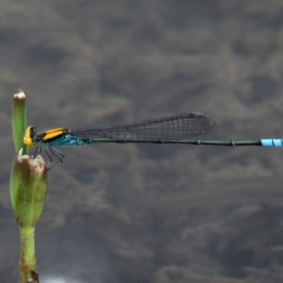 Pseudagrion aureofrons (Gold-fronted Riverdamsel) at Oaks Estate, ACT - 21 Feb 2016 by HarveyPerkins