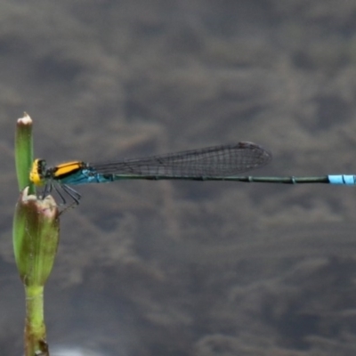 Pseudagrion aureofrons (Gold-fronted Riverdamsel) at Central Molonglo - 21 Feb 2016 by HarveyPerkins