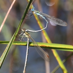 Austrolestes cingulatus at Rendezvous Creek, ACT - 14 Feb 2016 11:41 AM