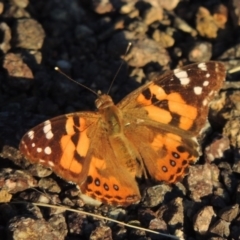 Vanessa kershawi (Australian Painted Lady) at Pine Island to Point Hut - 24 Nov 2016 by MichaelBedingfield