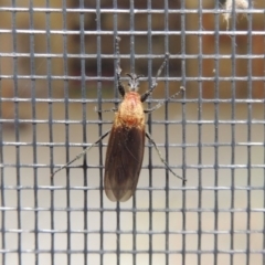 Bibio imitator (Garden maggot) at Pollinator-friendly garden Conder - 22 Nov 2016 by michaelb