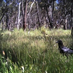 Corvus coronoides (Australian Raven) at Mulligans Flat - 23 Nov 2016 by MulligansFlat1