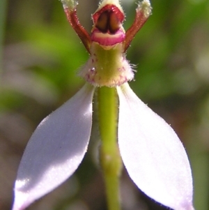 Eriochilus cucullatus at Kambah, ACT - 17 Mar 2010