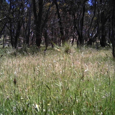 Unidentified at Mulligans Flat - 24 Nov 2016 by MulligansFlat1