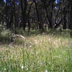 Unidentified at Mulligans Flat - 24 Nov 2016 by MulligansFlat1