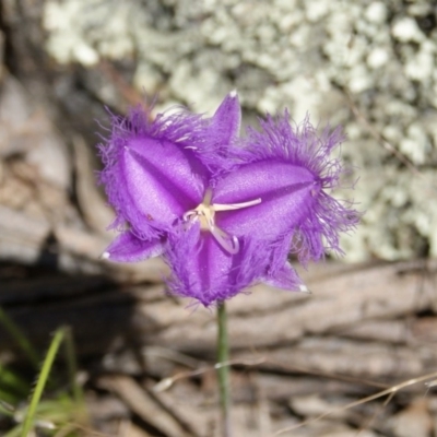 Thysanotus tuberosus subsp. tuberosus (Common Fringe-lily) at Garran, ACT - 25 Nov 2016 by roymcd