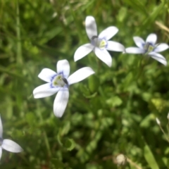 Isotoma fluviatilis subsp. australis (Swamp Isotome) at Mount Ainslie - 25 Nov 2016 by SilkeSma