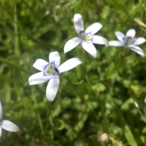 Isotoma fluviatilis subsp. australis at Majura, ACT - 25 Nov 2016