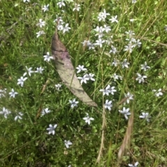 Isotoma fluviatilis subsp. australis at Majura, ACT - 25 Nov 2016