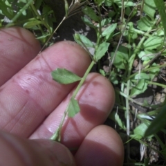 Isotoma fluviatilis subsp. australis at Majura, ACT - 25 Nov 2016