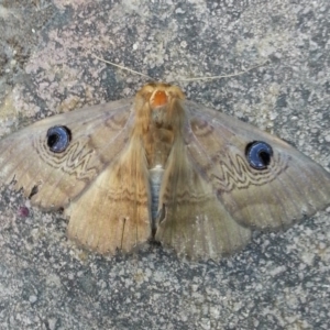 Dasypodia selenophora at Kambah, ACT - 25 Nov 2016 08:22 AM