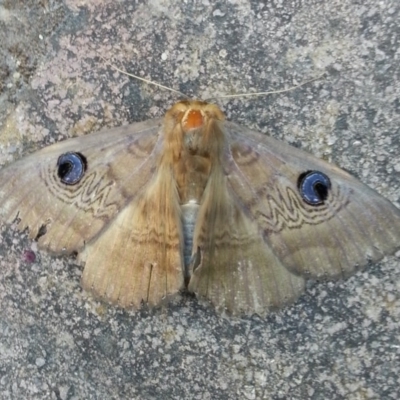 Dasypodia selenophora (Southern old lady moth) at Kambah, ACT - 24 Nov 2016 by MatthewFrawley