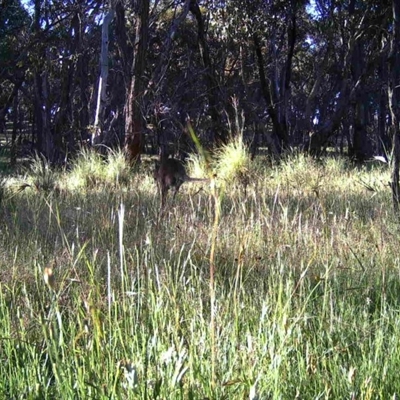 Unidentified at Mulligans Flat - 24 Nov 2016 by MulligansFlat1